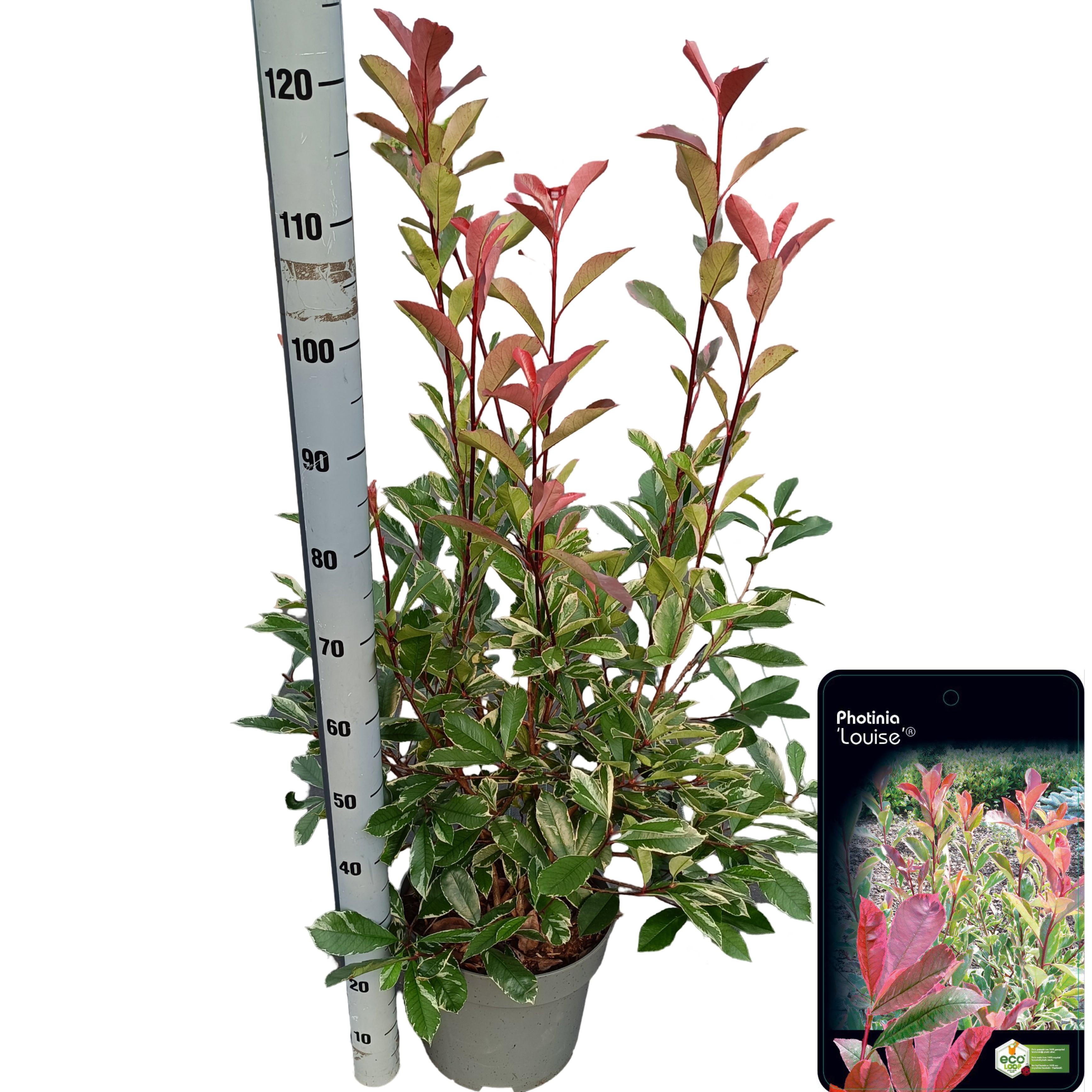 Picture of Photinia fraseri 'Louise'® C10