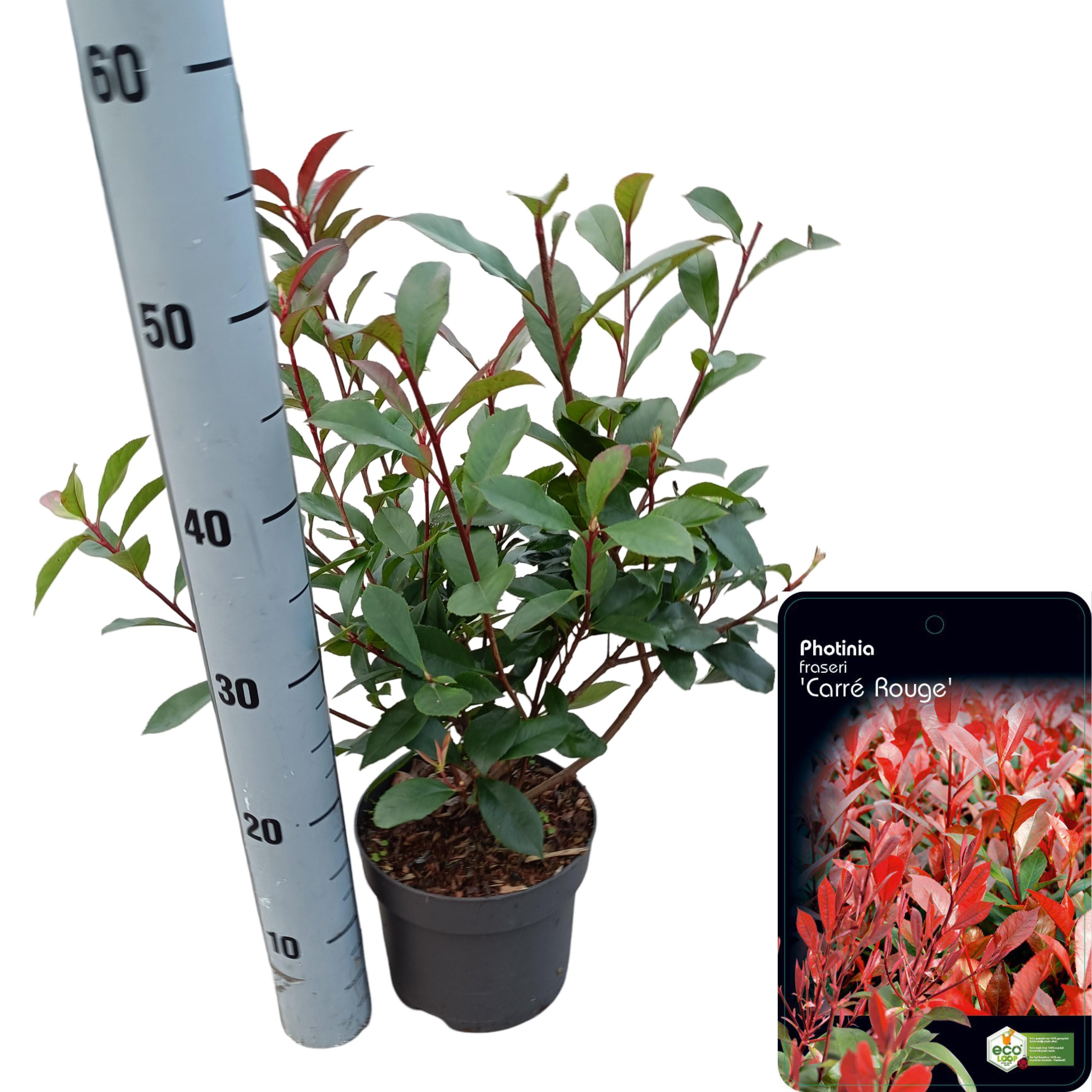 Picture of Photinia fraseri 'Carré Rouge' C2