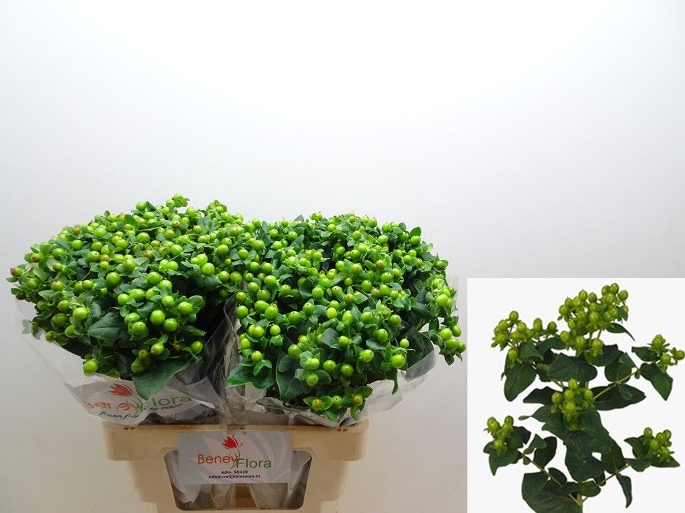 Hypericum Green Power 60cm