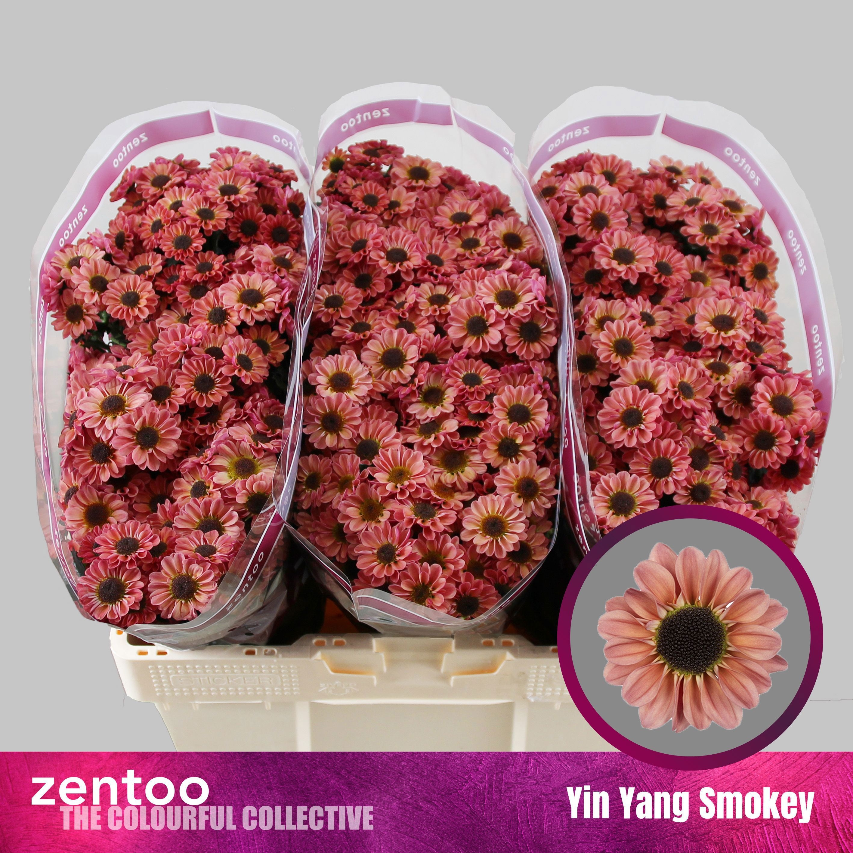 Chr S Yi Yan Smokey