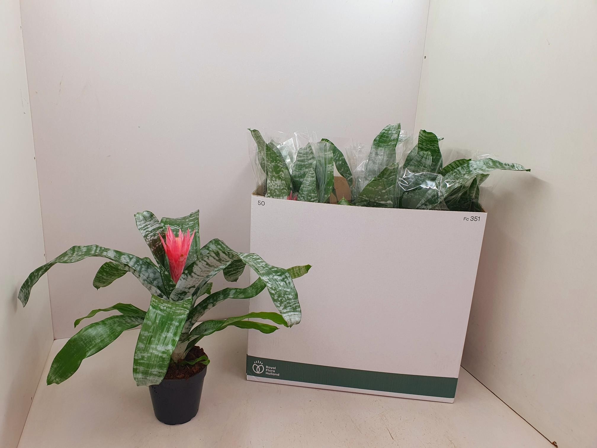 Aech Fasc Primera 14Ø 50cm