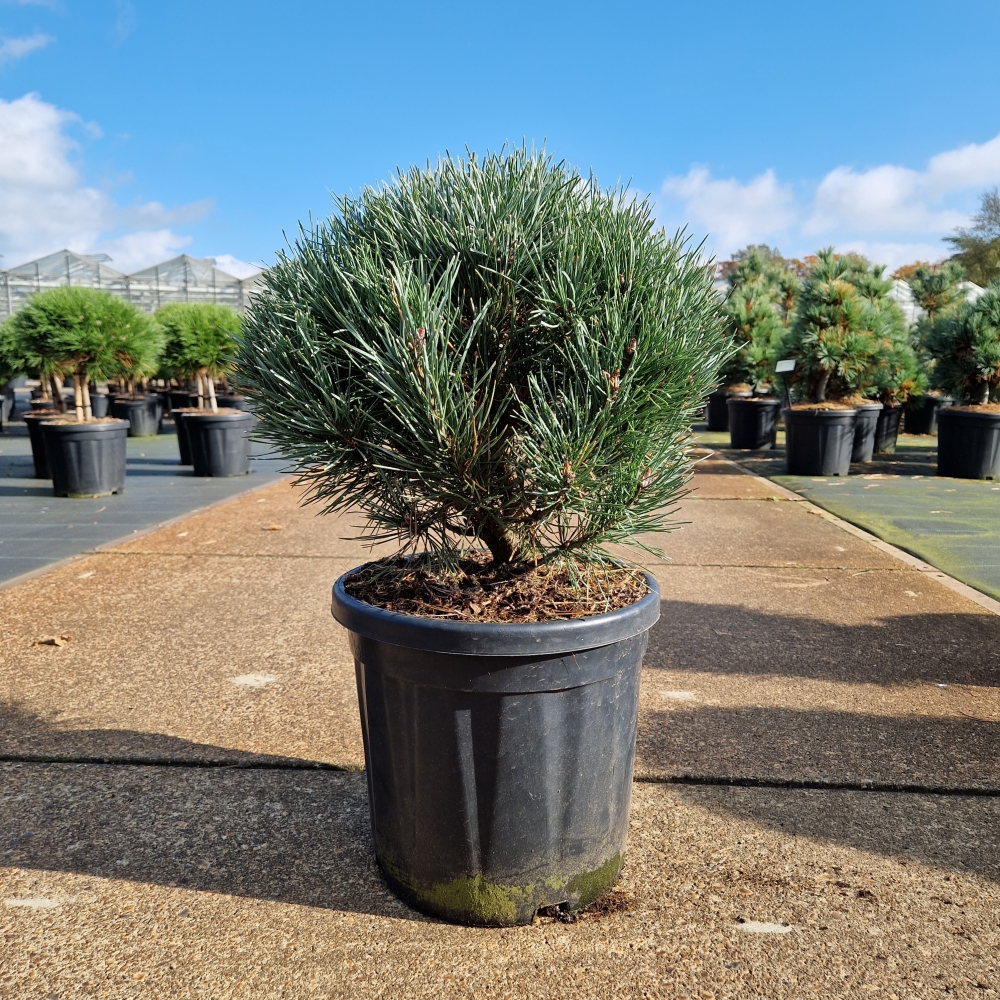 Picture of Pinus sylvestris Watereri C18 40/+ (LOOSE)