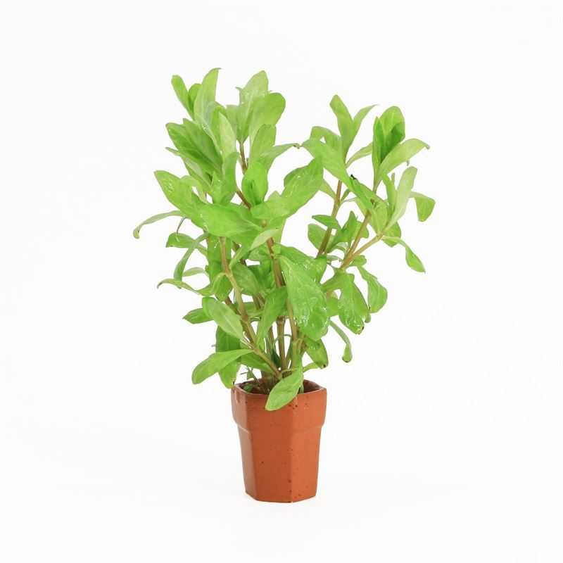 Hygrophila polysperma