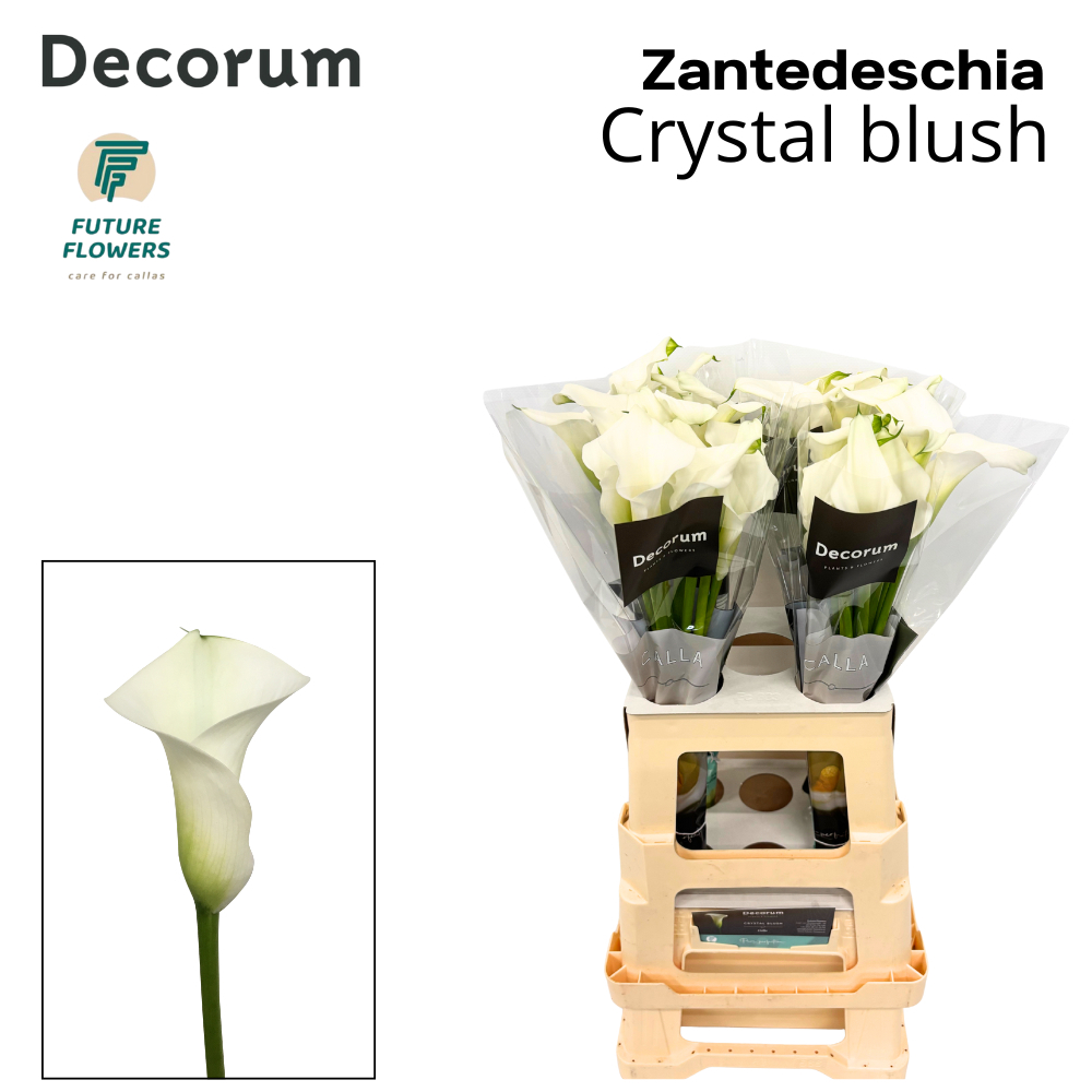 Zant Crystal Blush