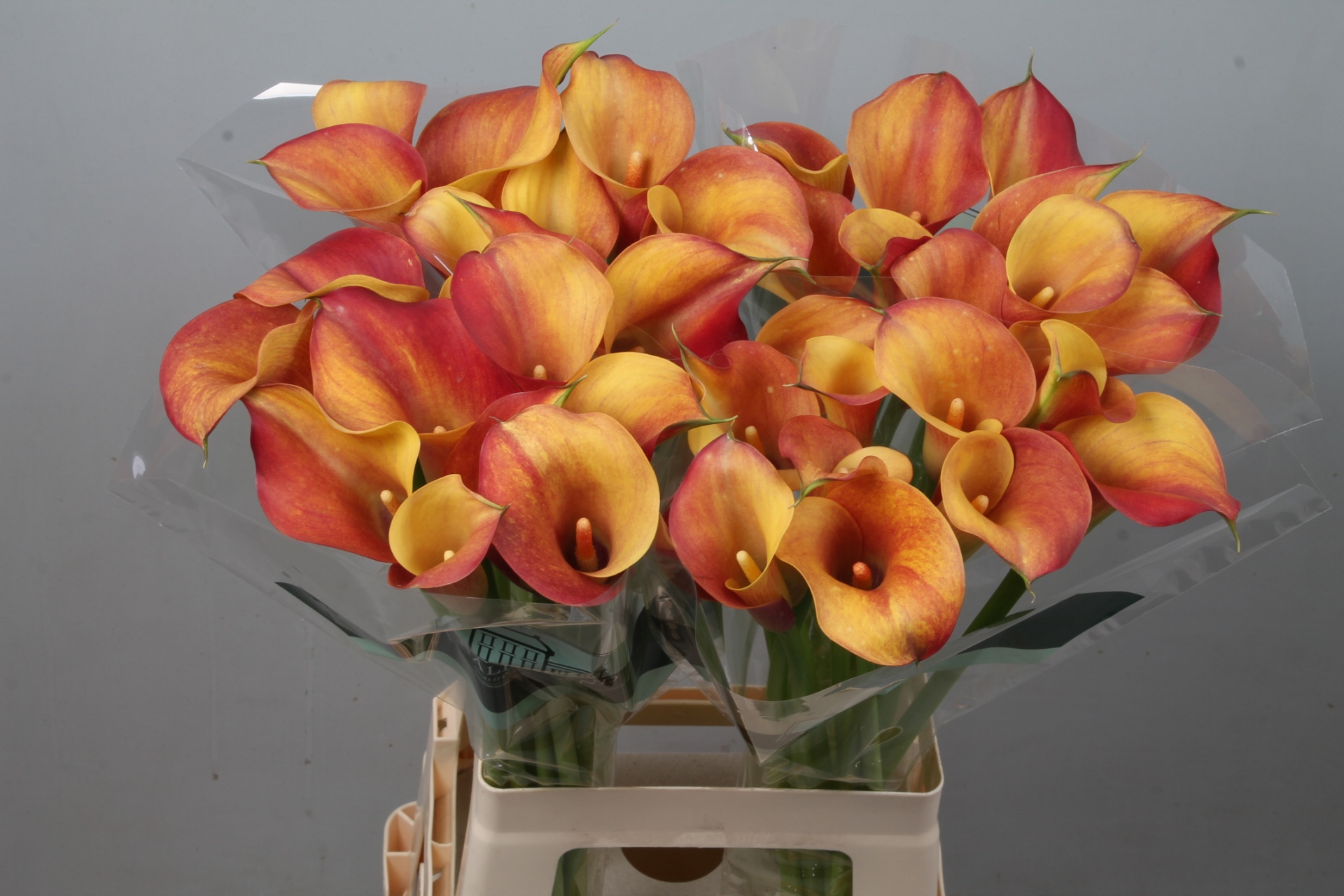 Calla Capt Trinity 70cm