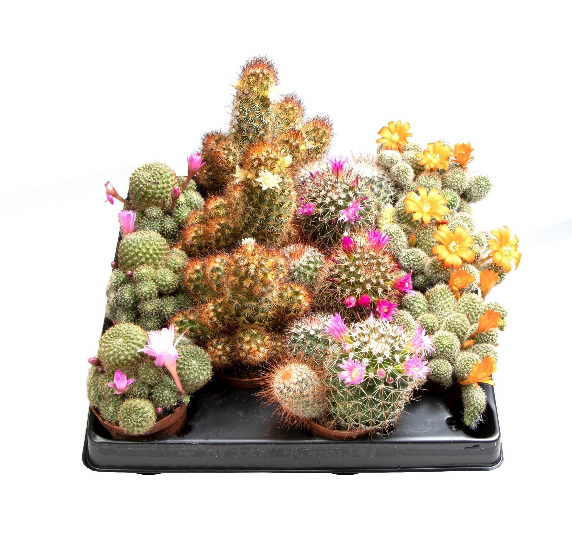 Cactus w. flowers (2-3 sorts)