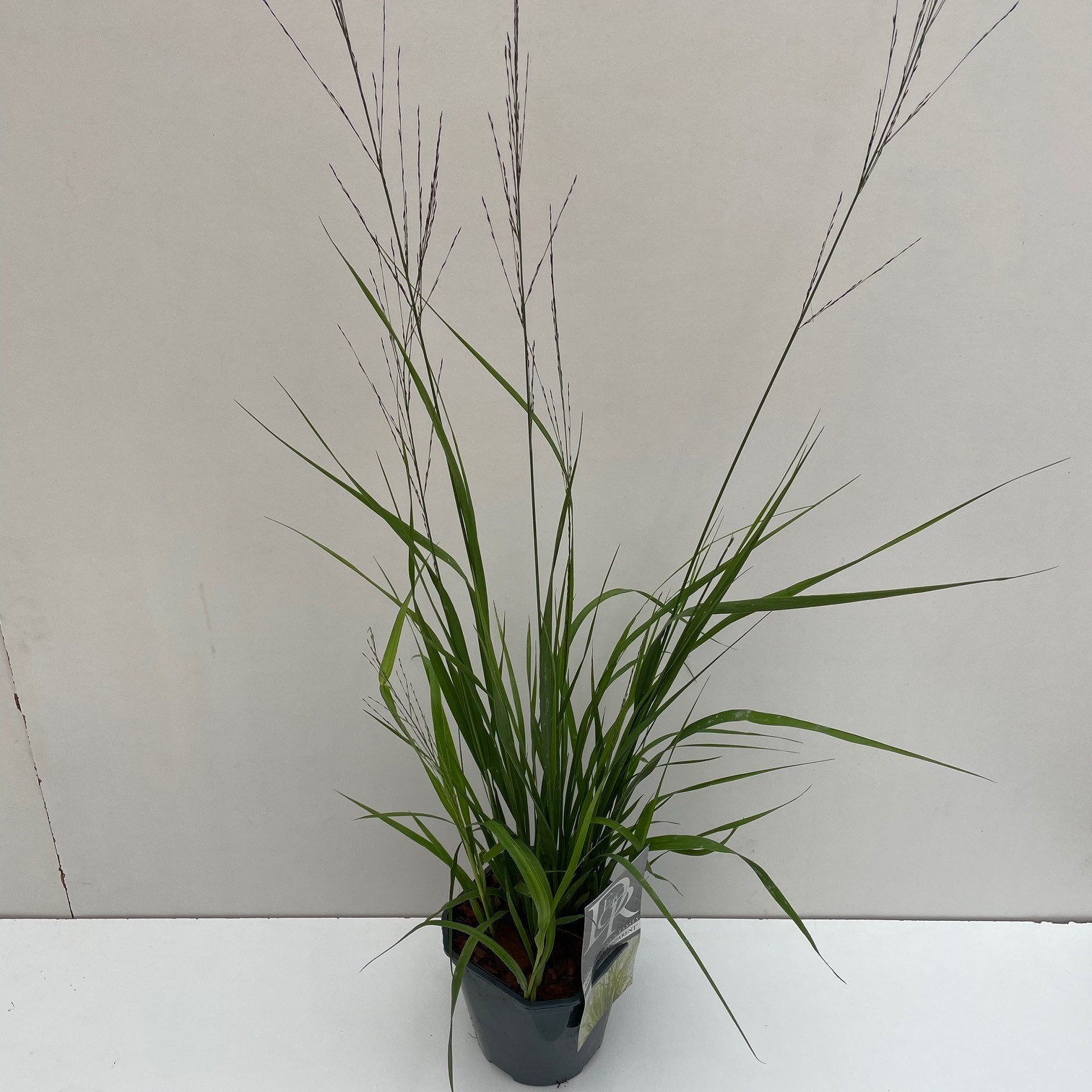 Molinia 'Transparant'