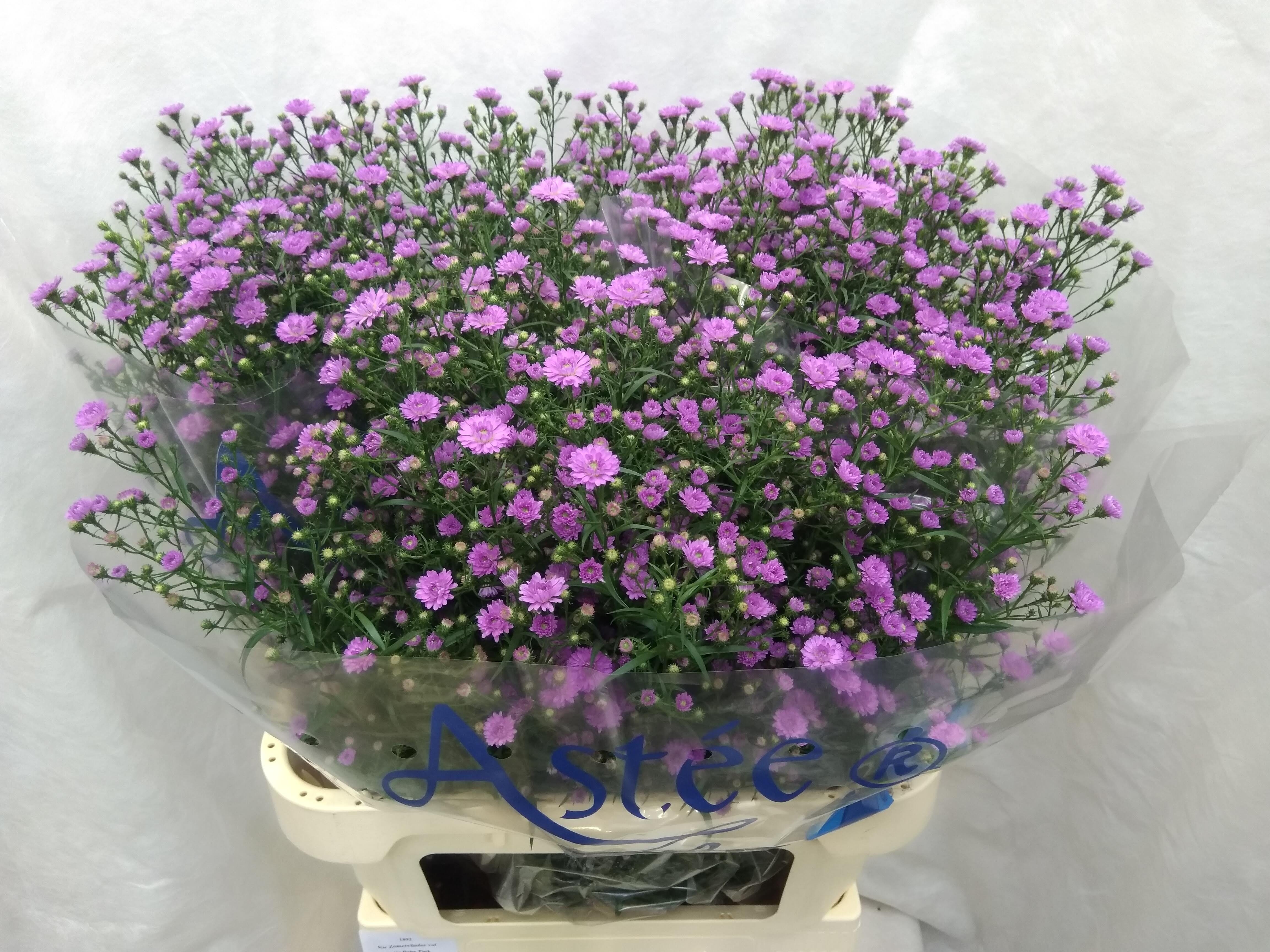 Aster Astee Baby Pink 80cm 40gram