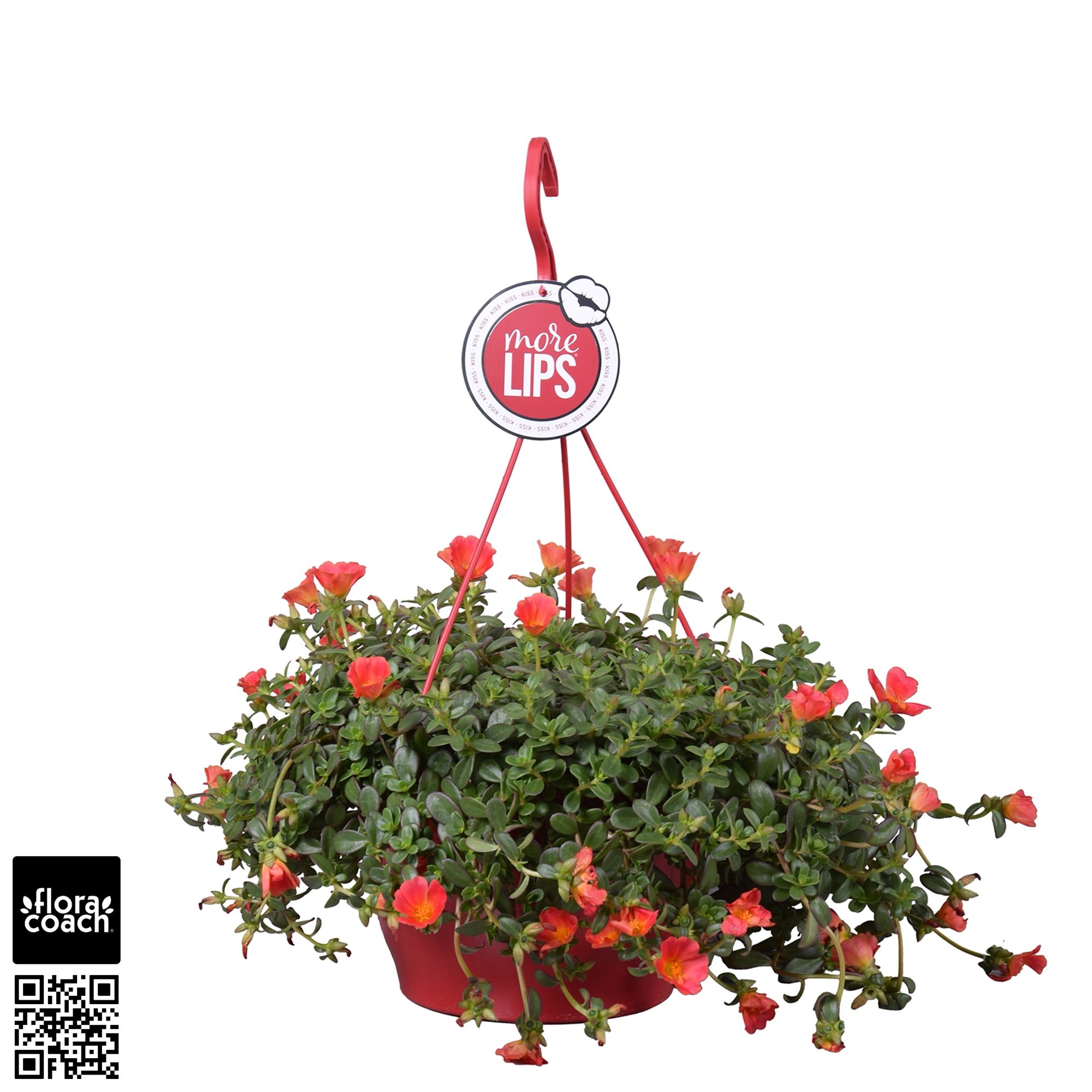 Portulaca MoreLIPS® Portulaca Red