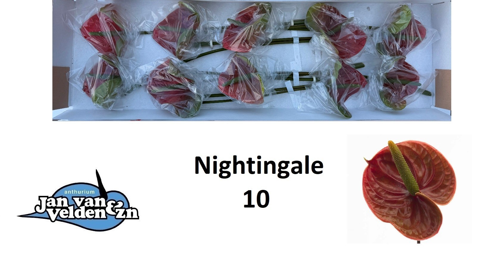 Anthurium Nightingale 15Ø