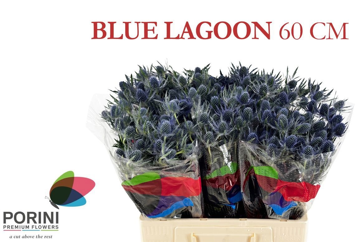 Eryn Mag Blue Lagoon