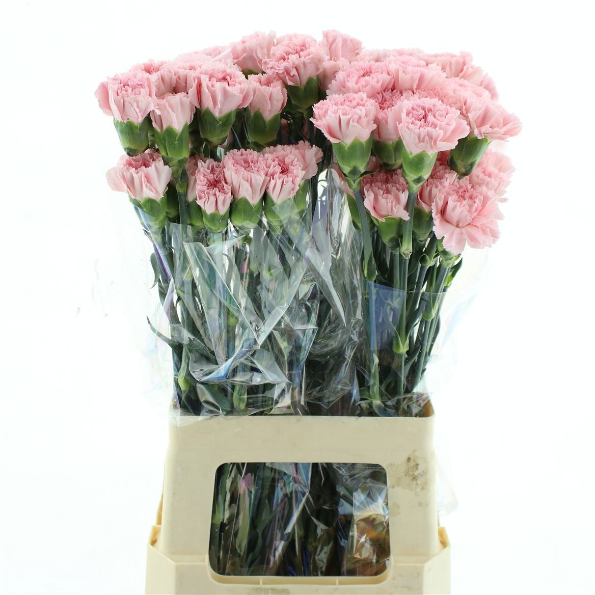Dianthus St Doncel 70cm