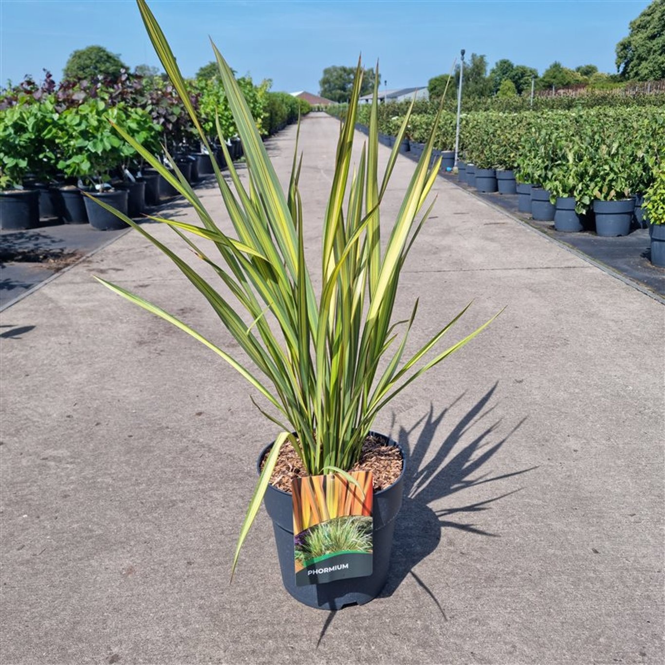Phormium 'Apricot Queen'