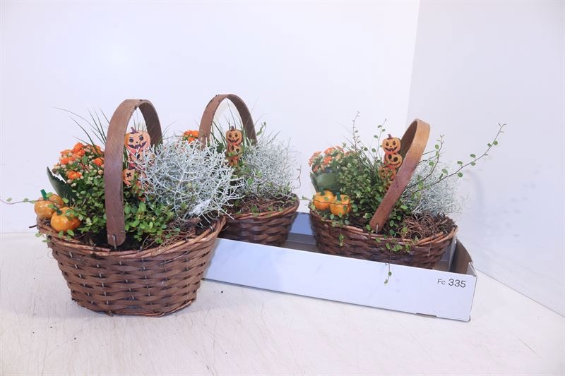 Arr Tuinplanten 24P 22cm