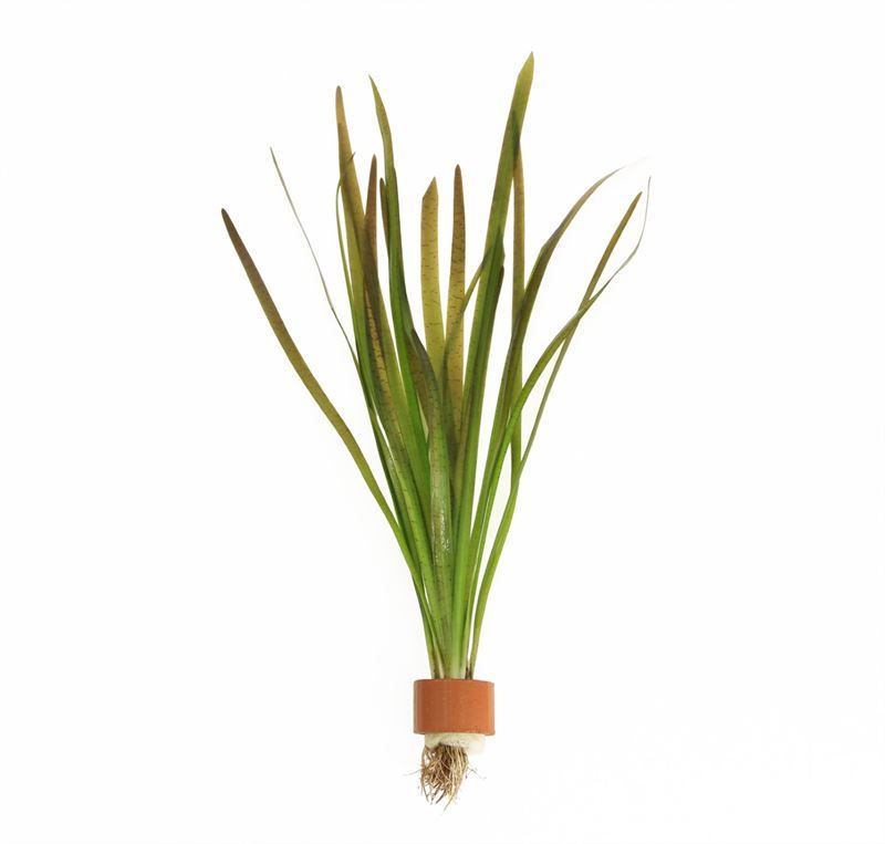 Vallisneria spiralis rood (TCR)