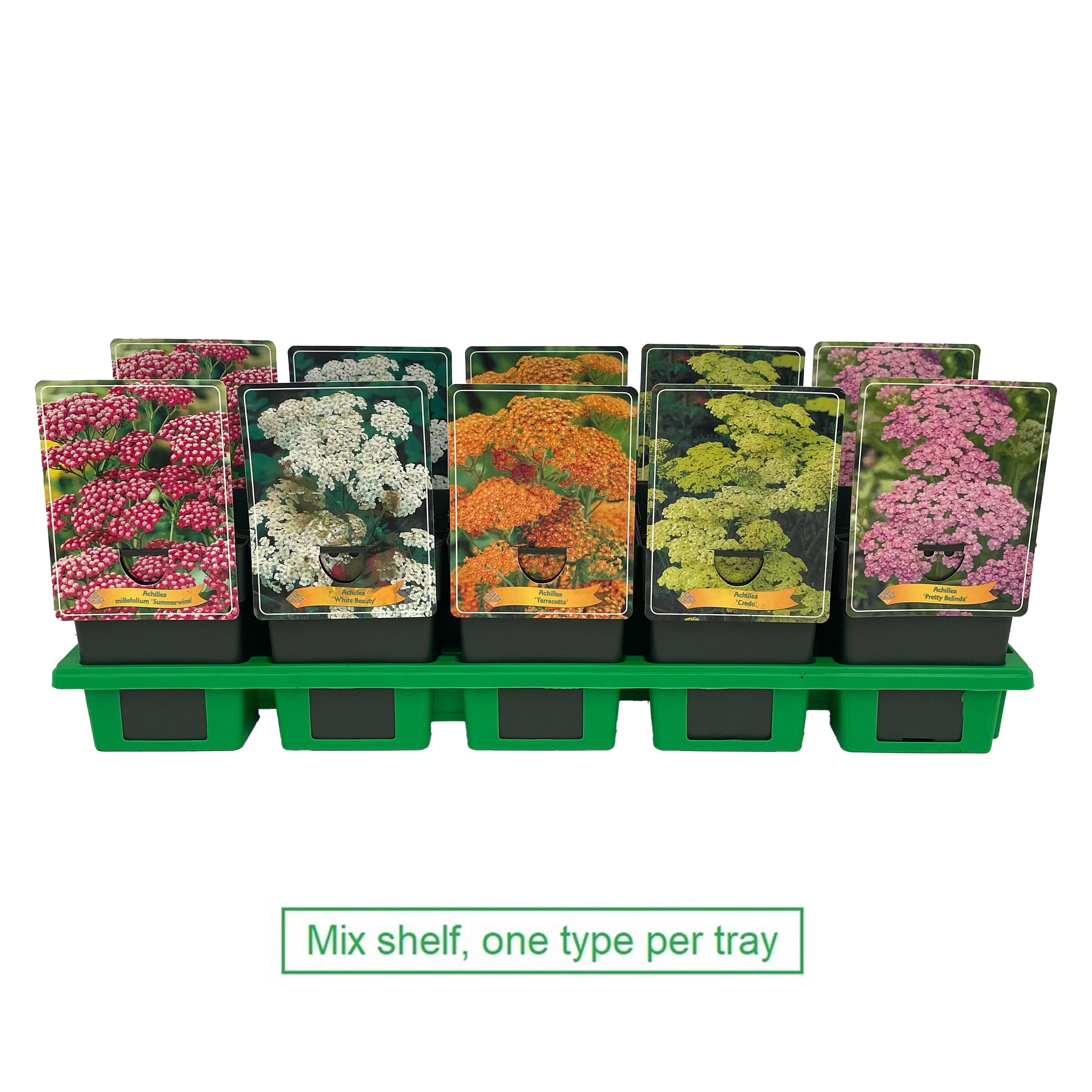 Picture of Achillea mix 6x10 srt. per shelve P11