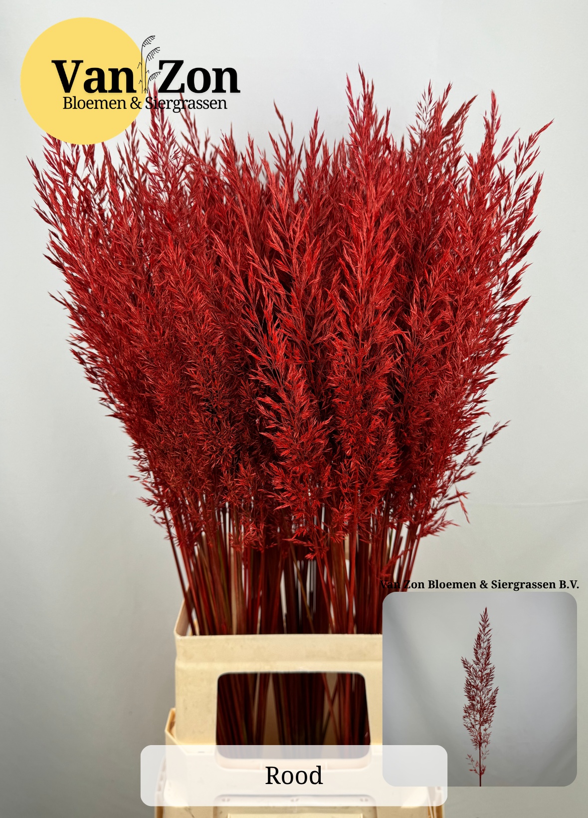 Ornamental Grass Painted (PANICUM)