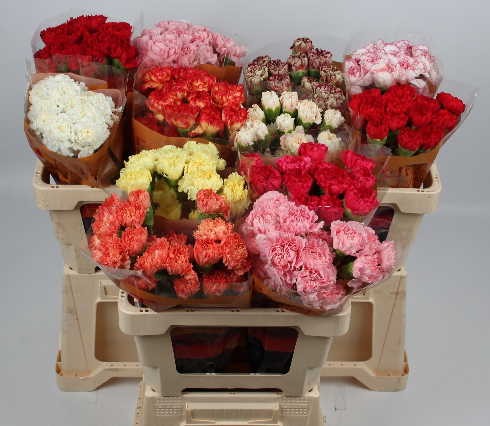Dianthus St Mixed 50cm