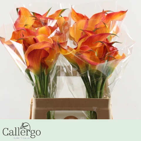 Calla Morning Sun 60cm