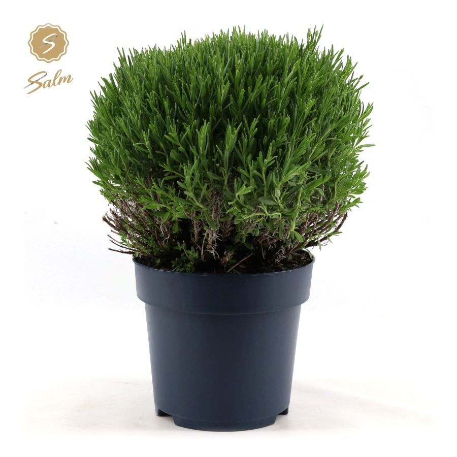 Picture of Lavandula ang. 'Felice Premium Provence'® P24