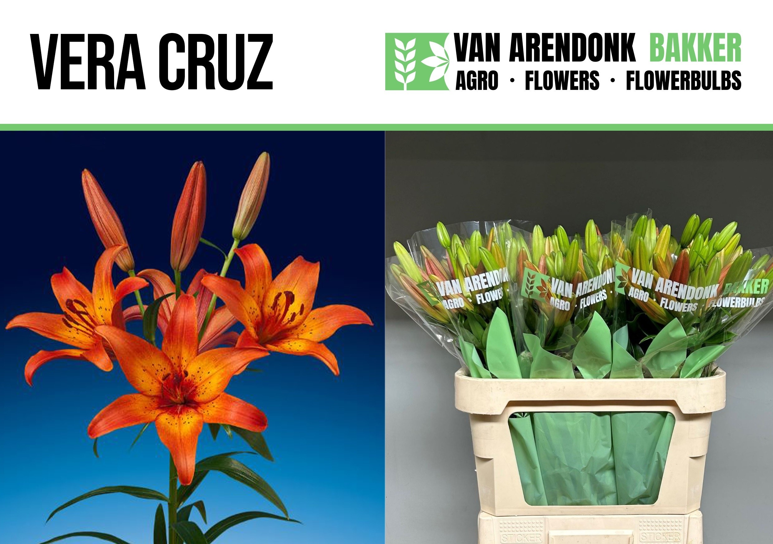 Lilium La Vera Cruz 80cm 3/5bl