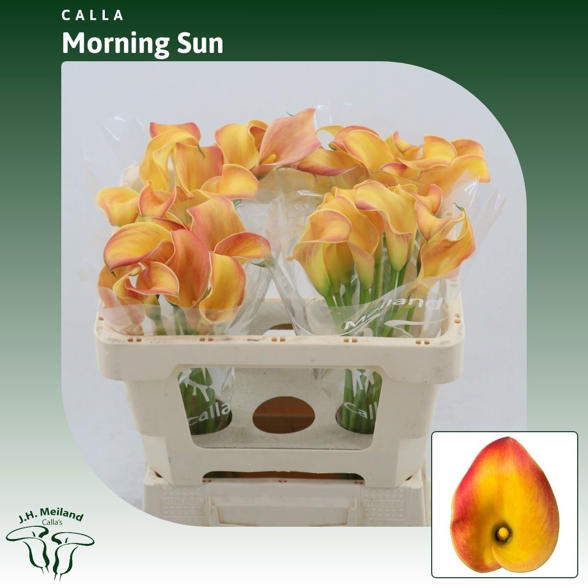 Calla Morning Sun 45cm
