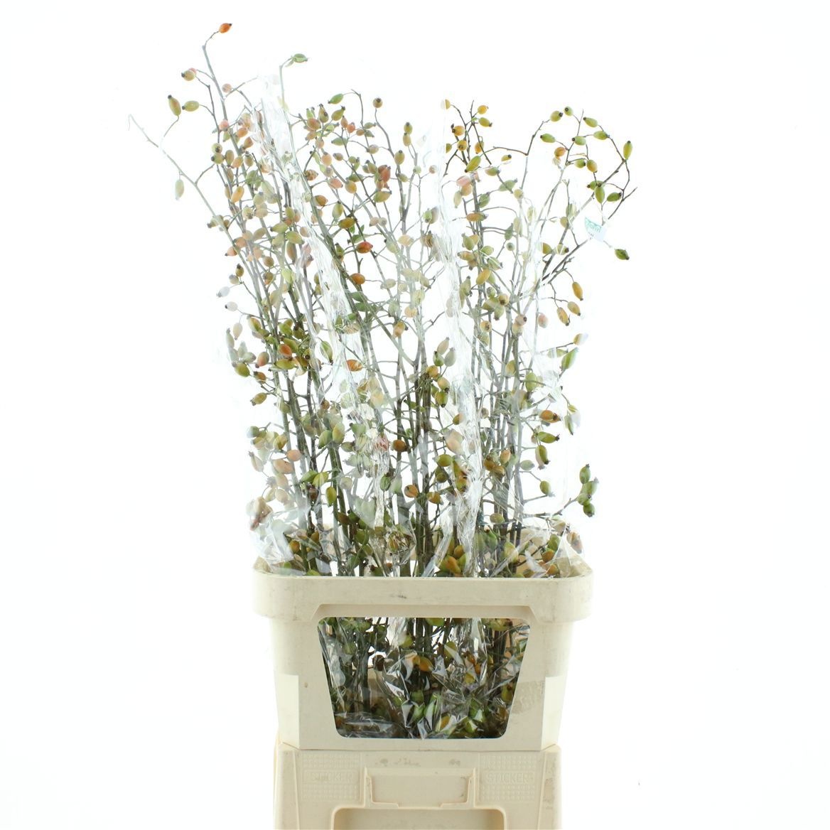 Rosa Zaffiro 120cm