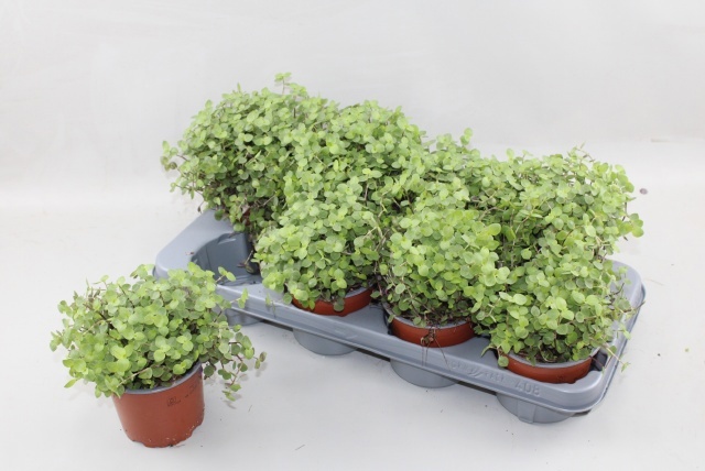 Callisia Repens 12Ø 15cm