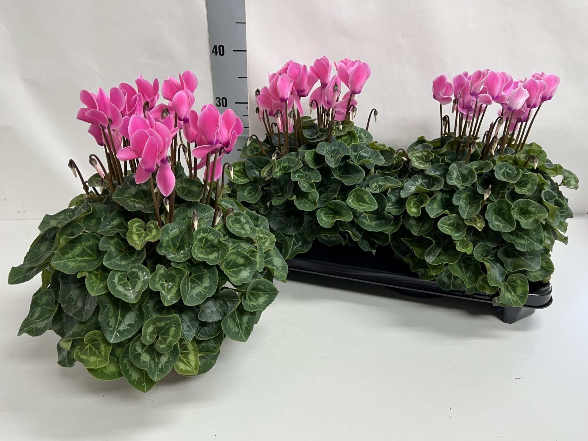 Cycl Gr Sup Xl 15P 36H 35Ø Cm 34bloei