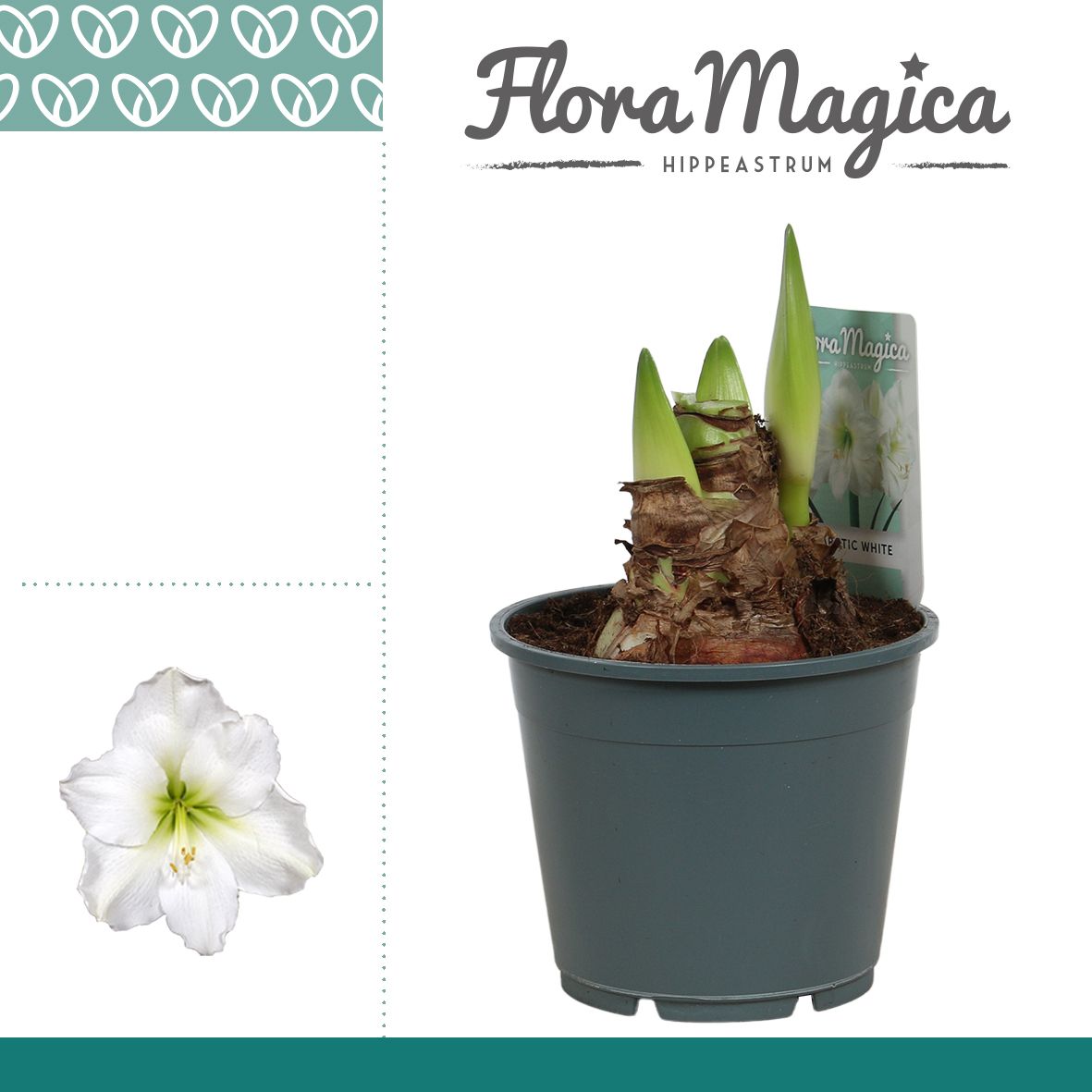 Amaryllis Arctic White 2 Knop OP