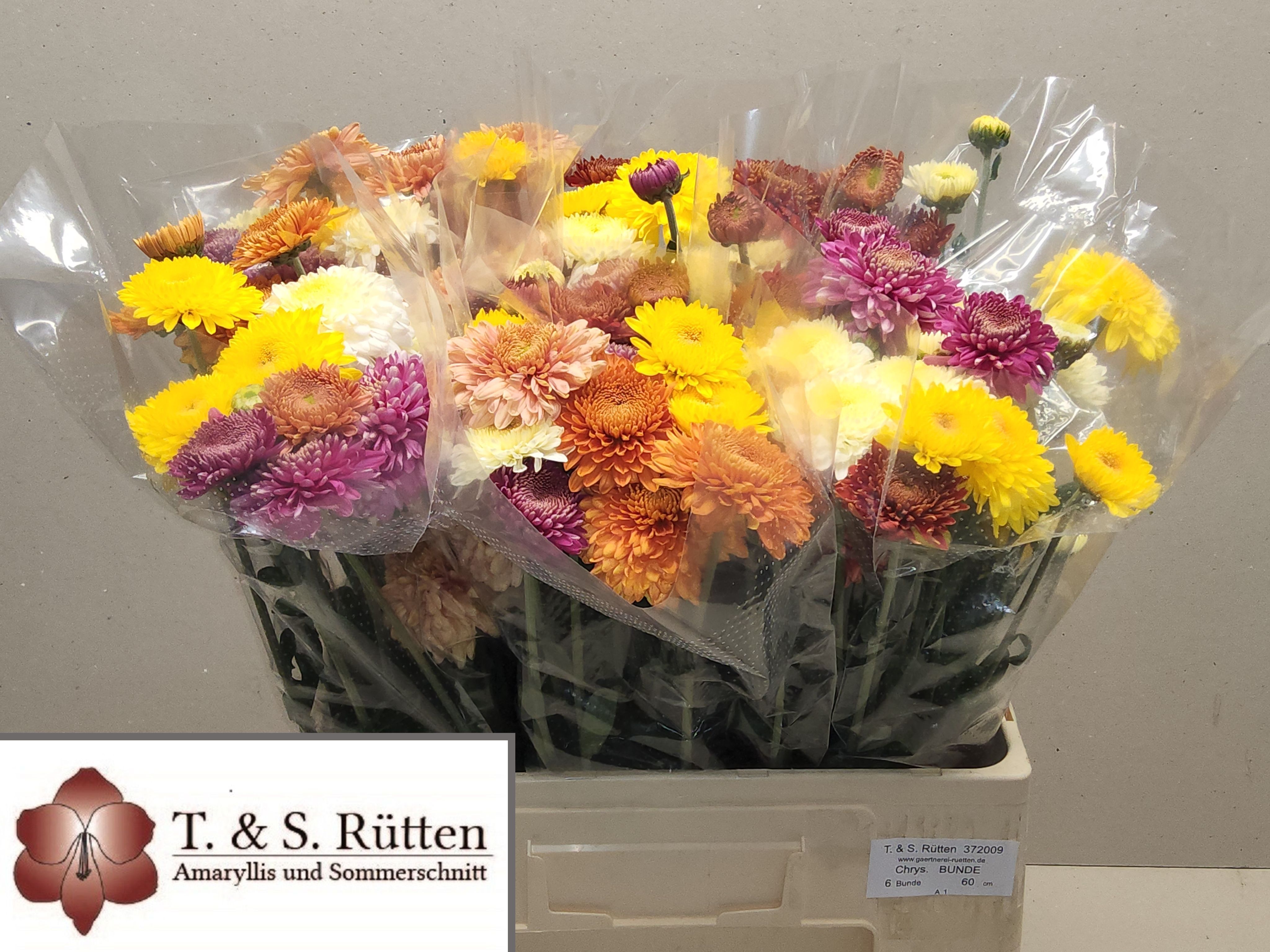 Chrysant Tbs Mixed 250gram