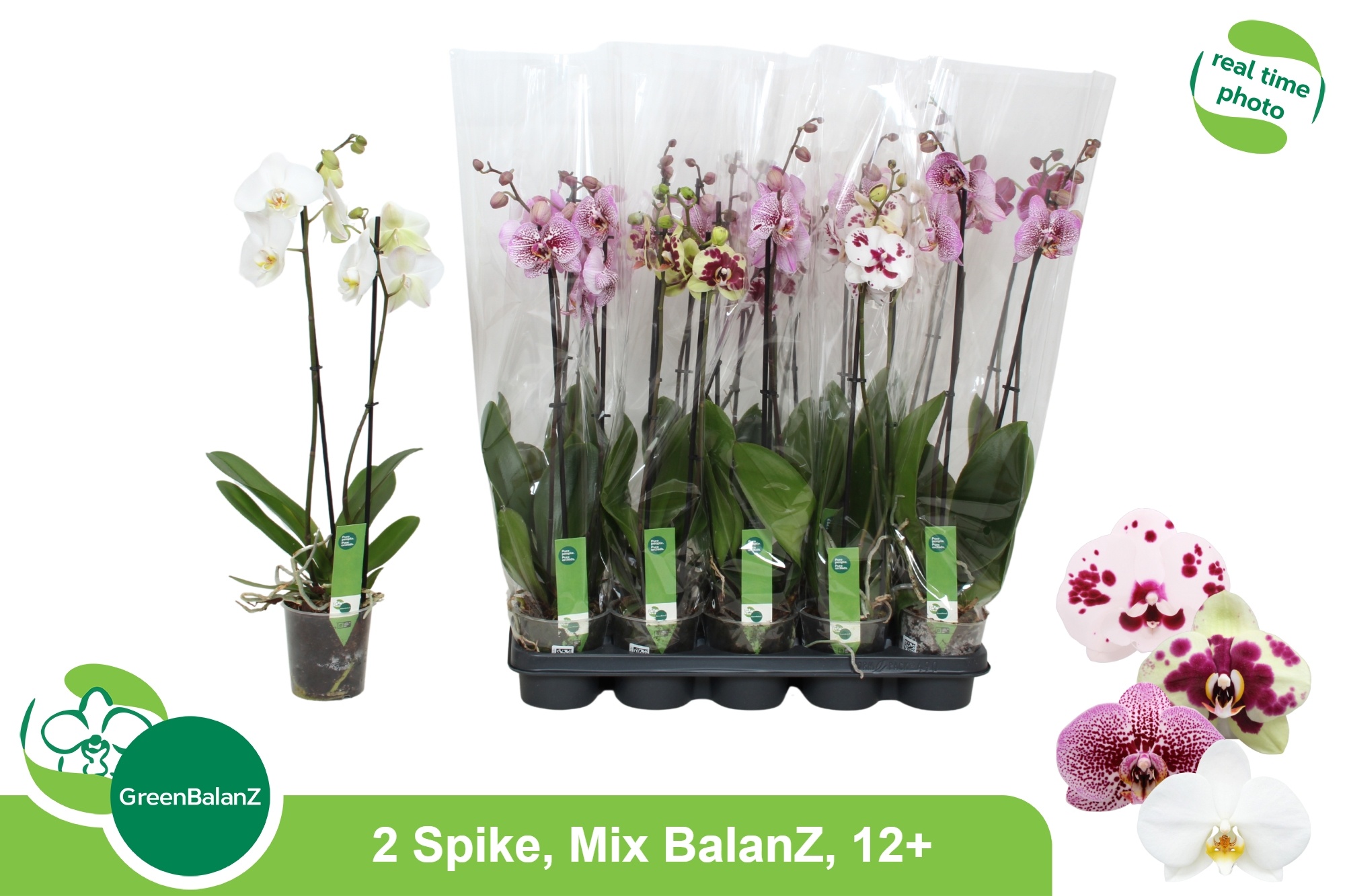 Phalaenopsis Asst 12Ø 65cm