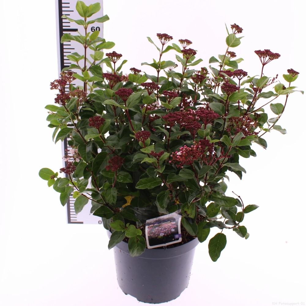 Picture of Viburnum tinus 'Lisarose'