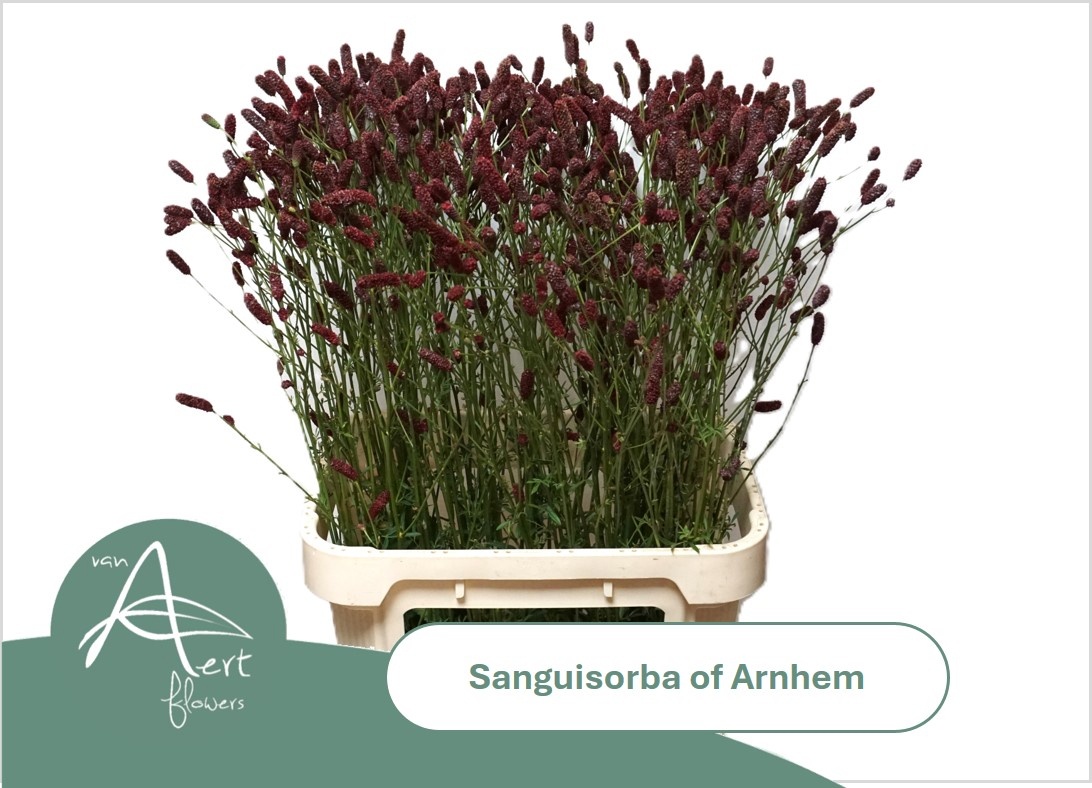 Sanguisorba O Arnhem 90cm