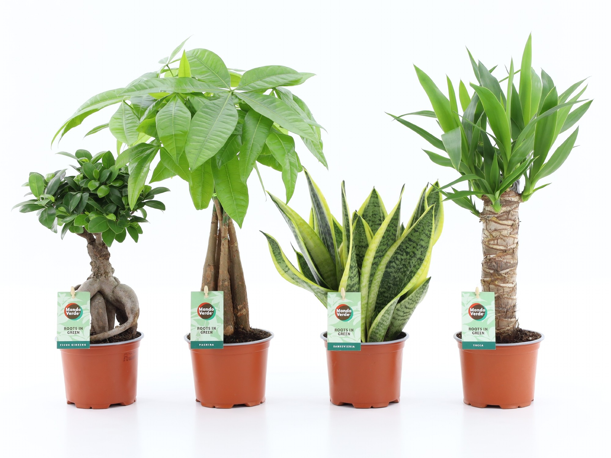 Picture of Houseplants Amazone varieties P12 35CM