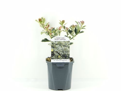 Ilex aq. Argentea marginata p17 Hooft