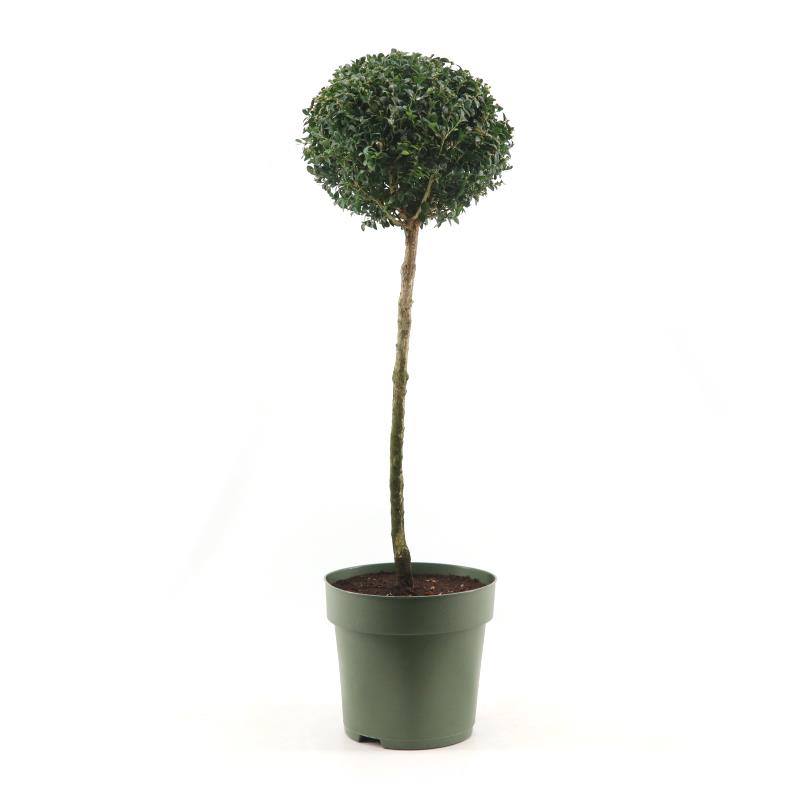 Picture of Buxus semp. Mono-Ball XXL