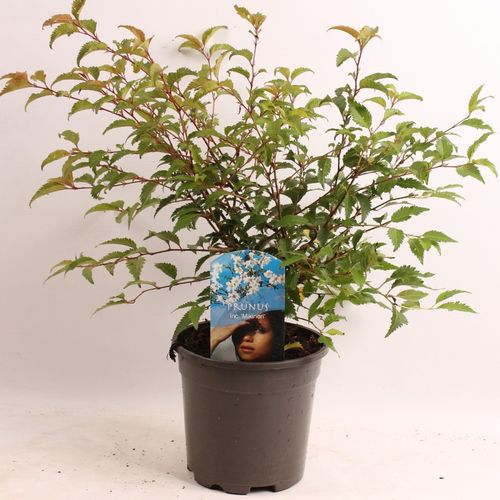 Prunus inc. Mikinori p17 Jonkers
