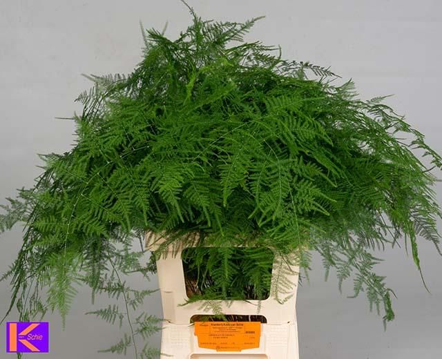 Asparagus Setaceus