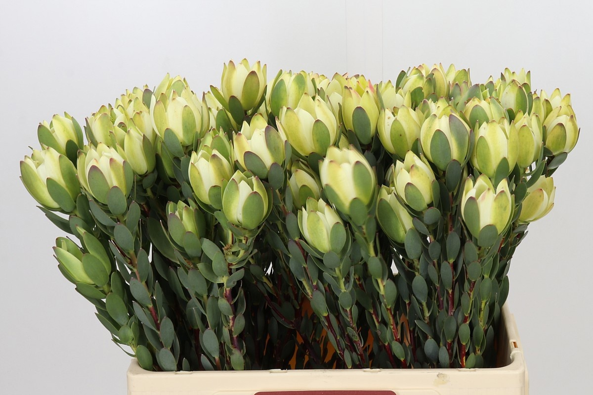 Leucadendron Discolor 60cm