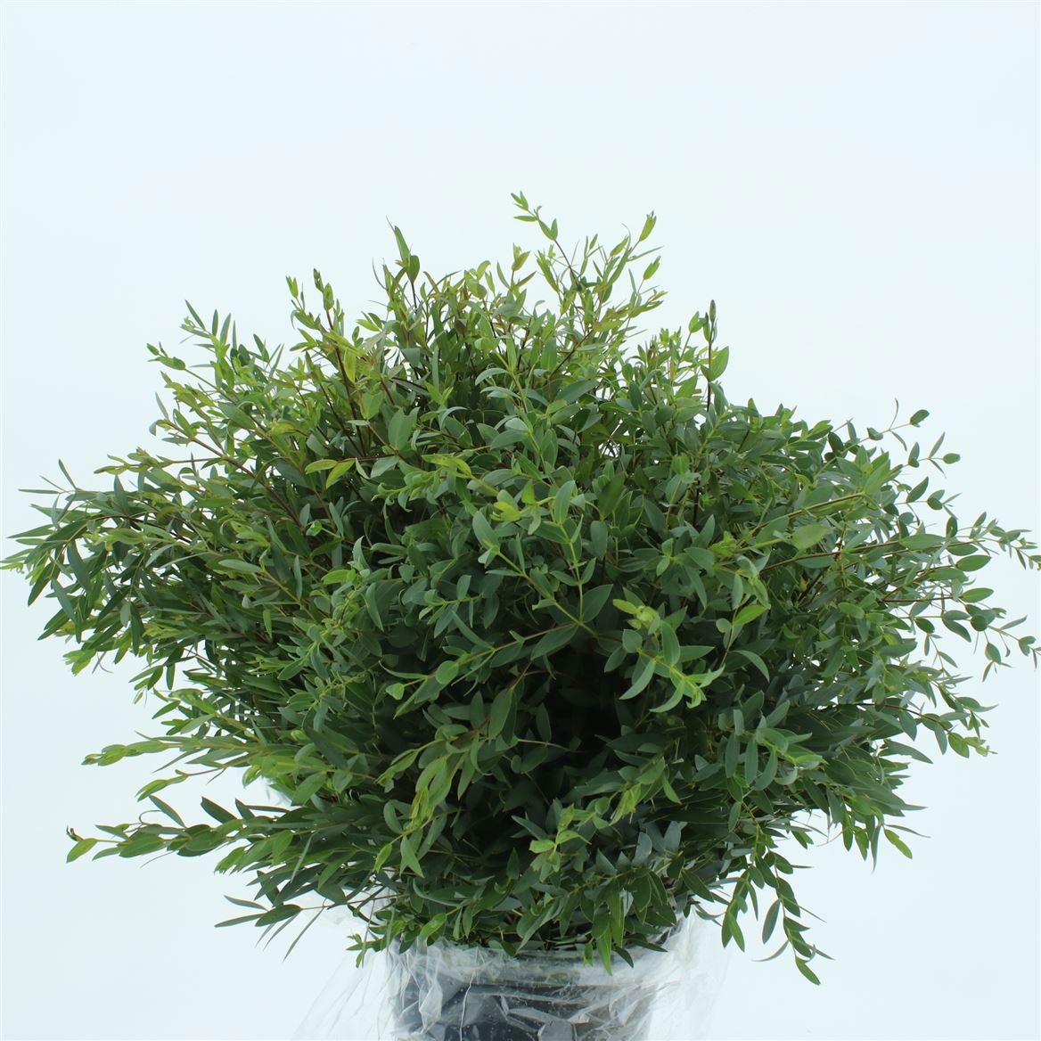 Euc Parvifolia P Bs