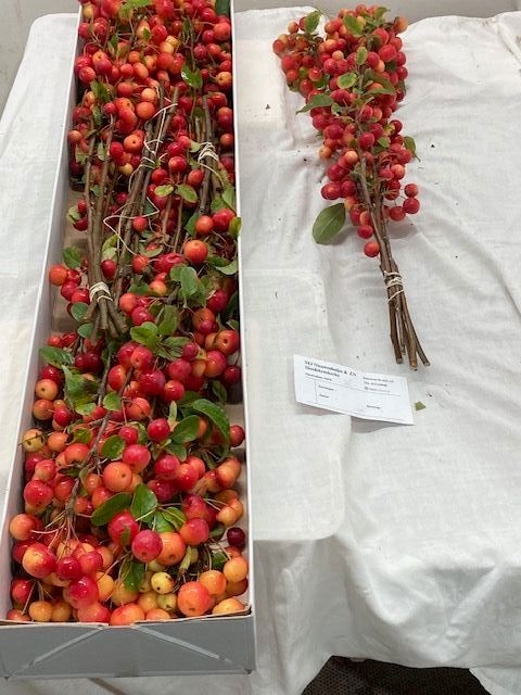 Malus Red Sentinel