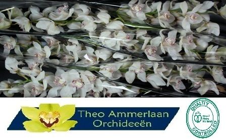 Cymbidium Mrs Sugar Lee 12/15bl