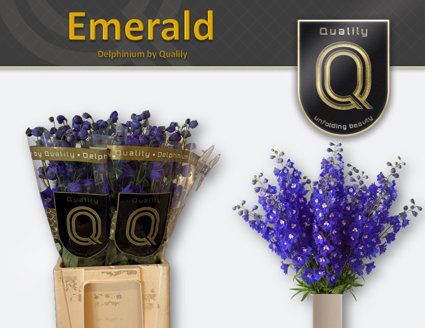 Delphinium El Delphis Emerald 70cm