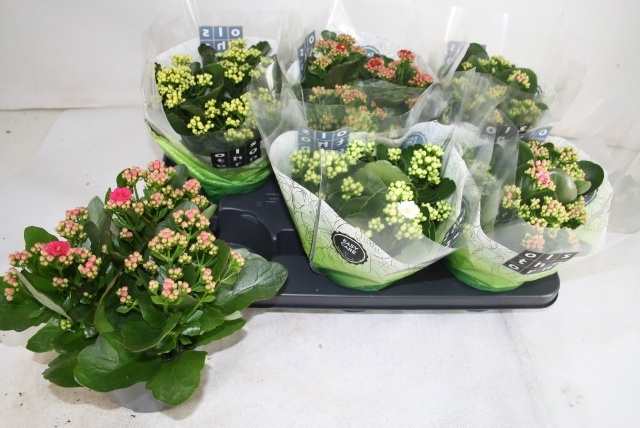 Kal Ge Gem 5 Kl 15P 26H 12bloei