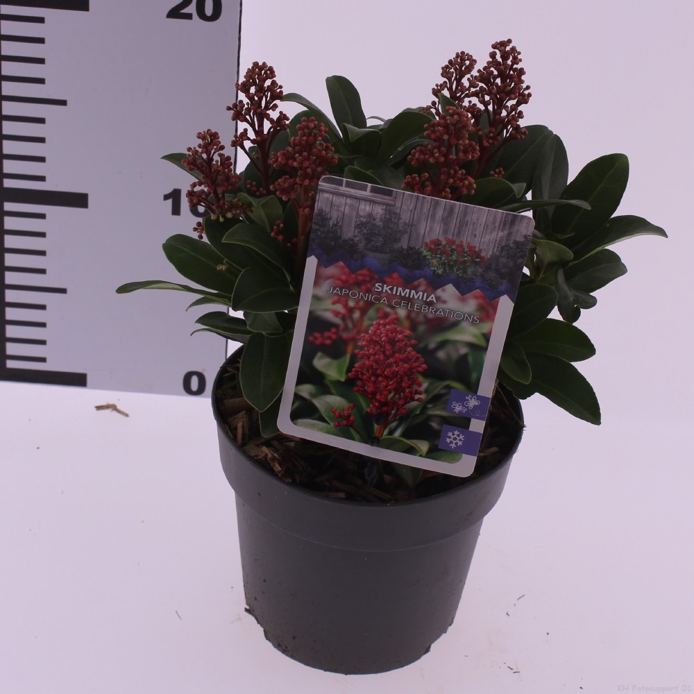 Picture of Skimmia japonica 'Celebrations'