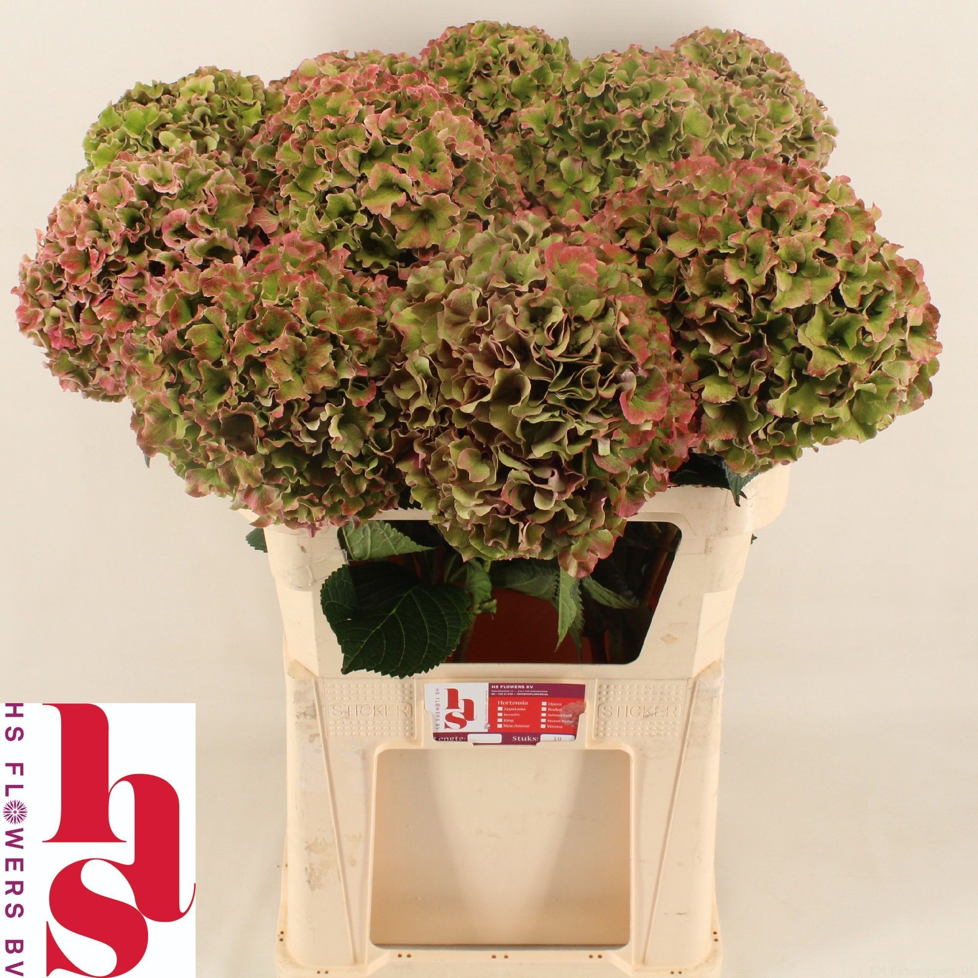 Hydr M Ro Bree Cl Rs 80cm 24Ø