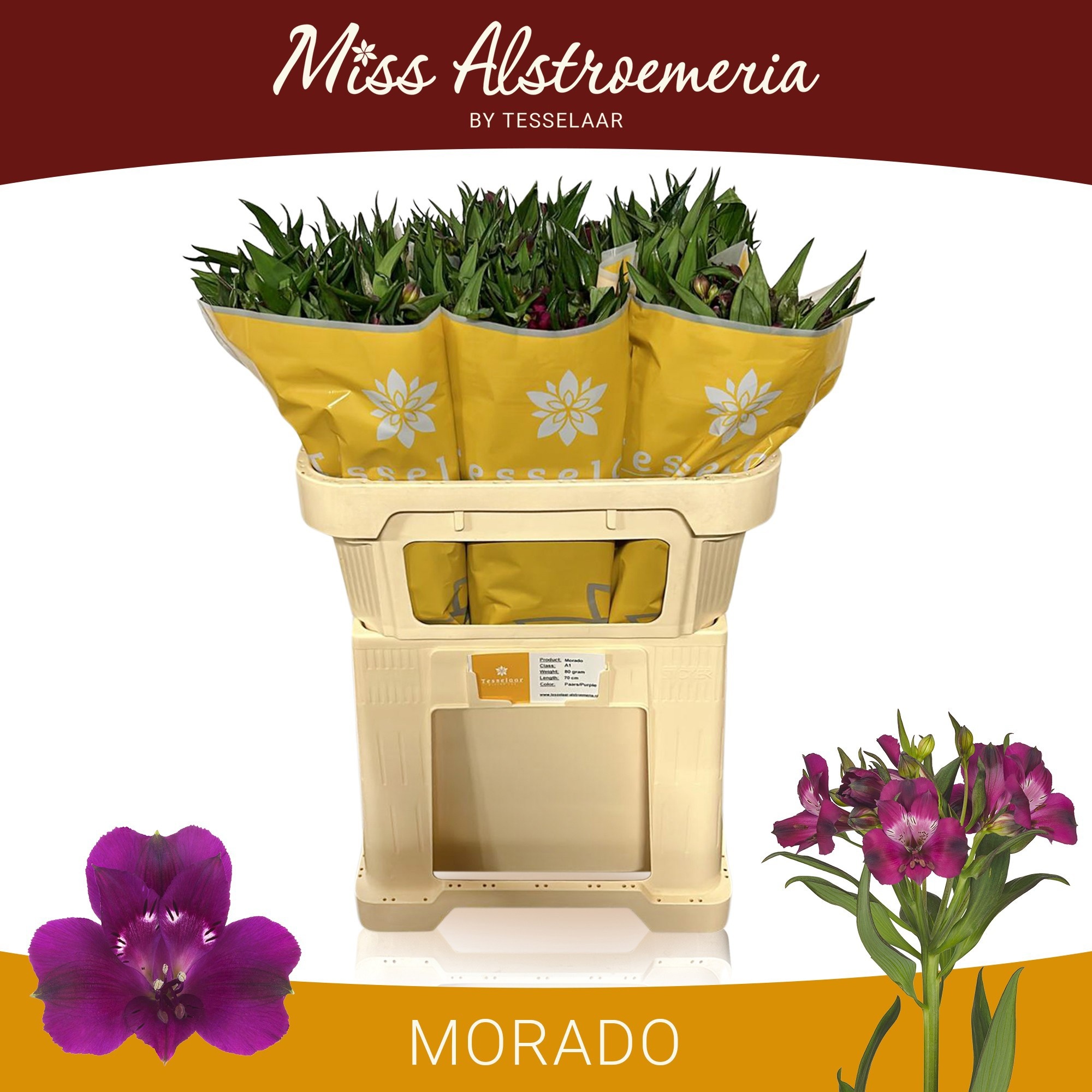 Alstr Morado