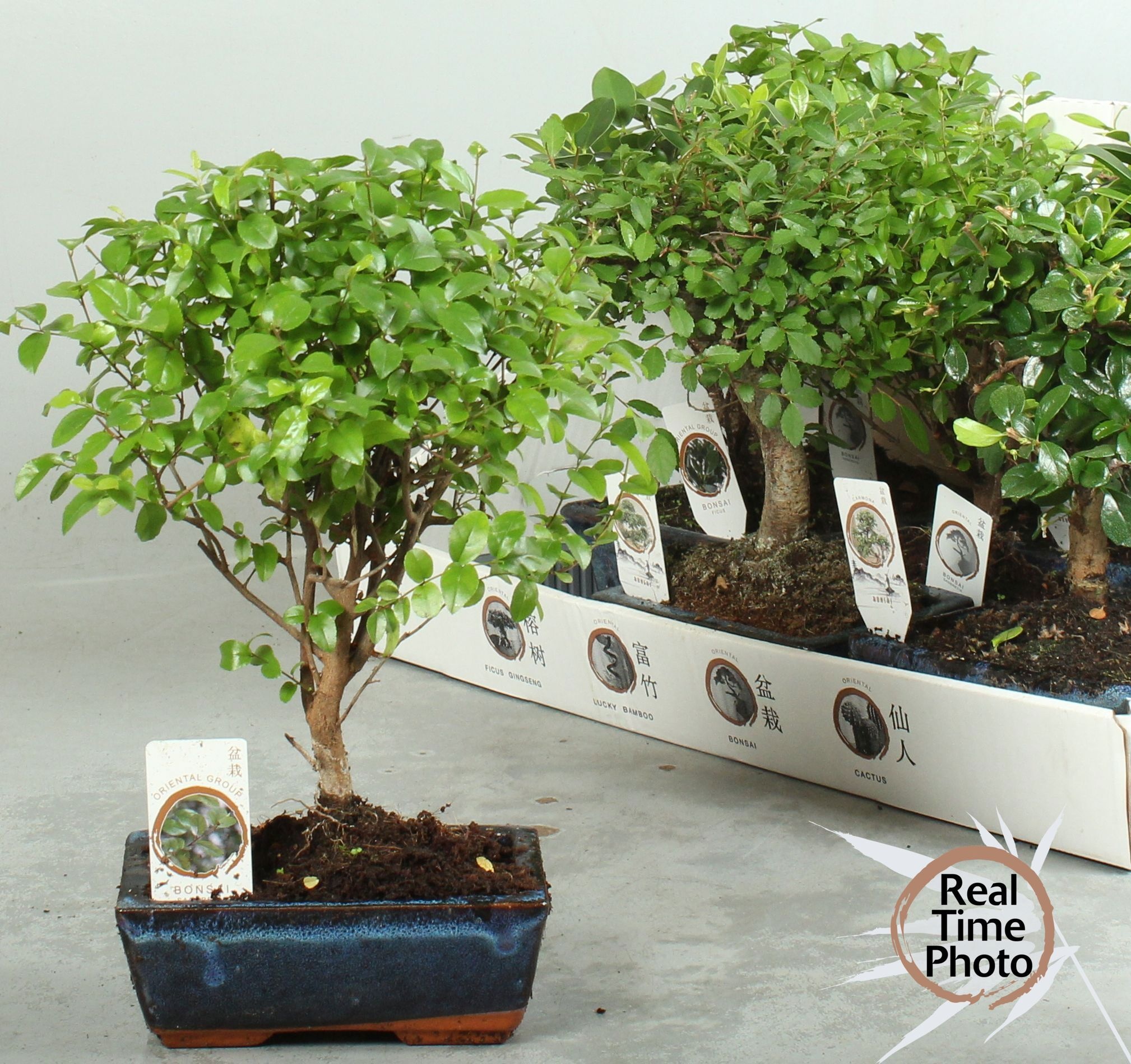 Bonsai Gem 15P 20H