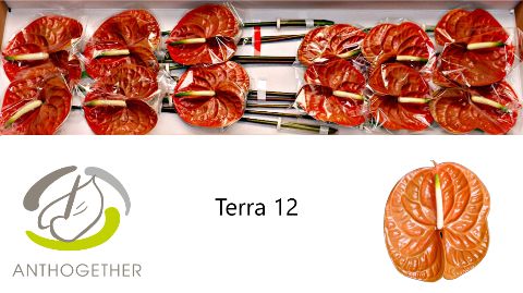 Anth A Terra